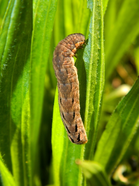 Orthosia (Semiophora) gothica - Noctuidae